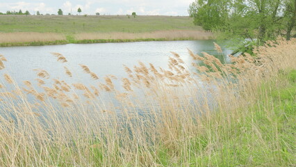 A Serene Nature Scene Depicted by the Peaceful Water, Surrounded by Tall Grasses and Flora
