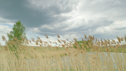 A Beautiful Windy Landscape featuring Tall Grass and Dramatic, EyeCatching Skies Above