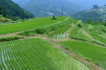 大豊町八畝の棚田　梅雨時の景観　（高知県）