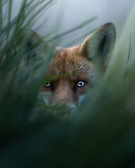 Fox Peeking Through Morning Mist in Tall Grass