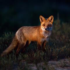 Fototapeta premium Fox Standing in Open Field at Dusk