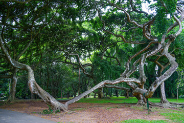 Tropical vegetation inPeradeniya Royal Botanical Garden in Kandy, Sri Lanka	
