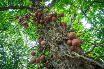 Tropical vegetation inPeradeniya Royal Botanical Garden in Kandy, Sri Lanka	
