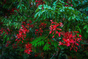 Peradeniya Royal Botanical Garden in Kandy, Sri Lanka