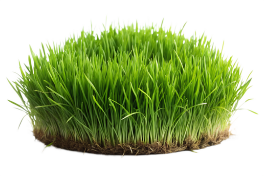  patch of fresh green lawn grass isolated on white background PNG, AI GENERATED - Powered by Adobe