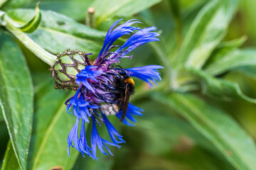 bee on flower