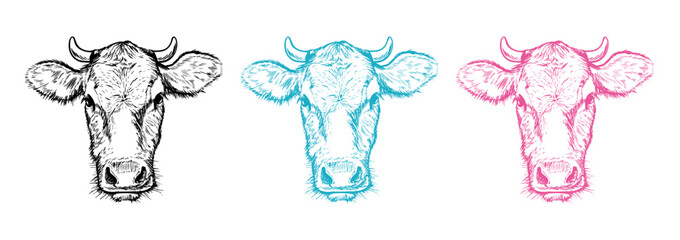 Vector hand drawn illustration. Cow head in black, blue and pink color.
