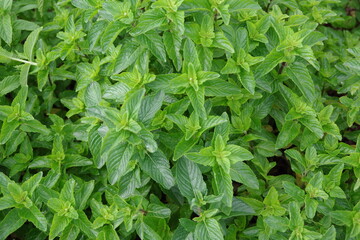 フレッシュなミント、新鮮なキューバミント、収穫のイメージ、