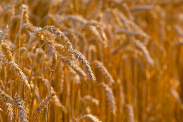 ripe ear of wheat (Triticum aestivum) illuminated by the warm, soft light of golden hour