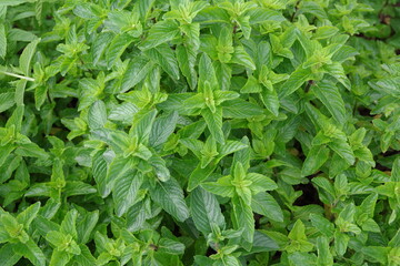 フレッシュなミント、新鮮なキューバミント、収穫のイメージ、