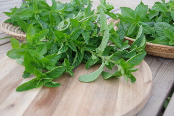 フレッシュなミント、新鮮なキューバミント、収穫のイメージ、