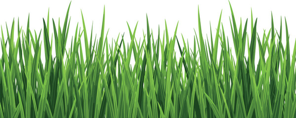 Green grass border frame. Transparent PNG and vector illustration