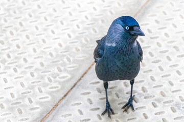 Jackdaw raven bird on gray white background metal floor Belarus.