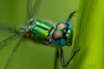 Colorful Insect with Reflective Eyes on Green Leaf