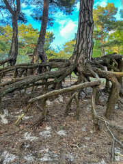 Fototapeta premium Pine trees with exposed roots growing on the Baltic coast near the beach in Mrzezuno in Poland