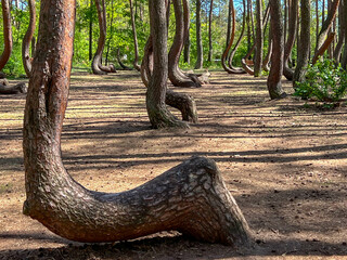 A branch of oddly shaped pines in Crooked Forest, near Gryfino in West Pomeranian Voivodeship,...