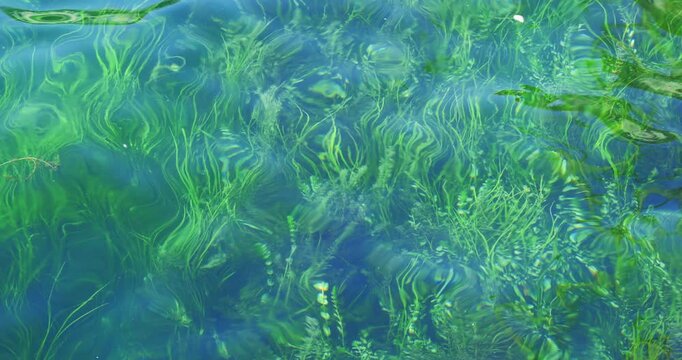 Green river algae and water weeds swaying underwater.  Sunny summer day, top down view, real time, no people