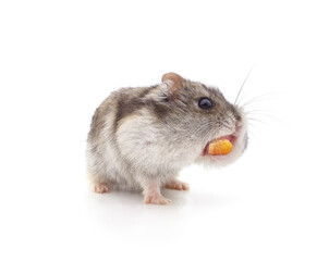 A hamster shoving a grain of corn behind its cheek.