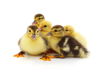 Group of little ducks.