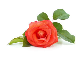 Fototapeta premium One orange rose.
