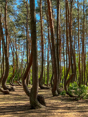 A branch of oddly shaped pines in Crooked Forest, near Gryfino in West Pomeranian Voivodeship,...