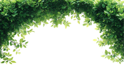 Fresh green foliage creates a lush archway against a transparent backdrop, perfect for design elements, overlays, and creative projects, transparent background