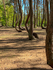A branch of oddly shaped pines in Crooked Forest, near Gryfino in West Pomeranian Voivodeship,...