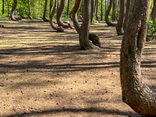 A branch of oddly shaped pines in Crooked Forest, near Gryfino in West Pomeranian Voivodeship,...