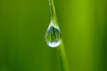 Water Droplet on Grass Blade Reflecting Nature Scene