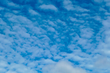 Beautiful pattern of altocumulus clouds drifts across vibrant blue sky. Peaceful and serene atmosphere. Textured skyscape, with its soft, cotton-like formations, offers a perfect natural background