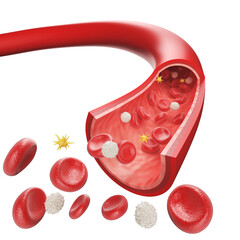 Blood vessel with flowing Red blood and White blood cells, 3D illustration