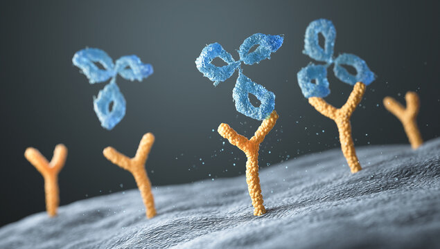 Human antibodies bind to human cell receptors, 3d illustration.