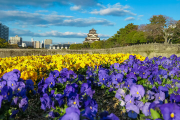 Vibrant flowerbeds with yellow, red, and purple pansies frame a scenic view of the historic Hiroshima Castle and its moat, set against the modern city skyline on a beautiful day in Hiroshima, Japan