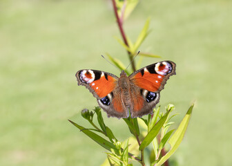 European peacock butterfly on aster flower