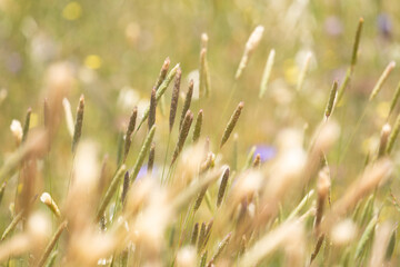 Golden grass, softly lit, waving golden grass in summer vibe nature