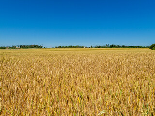 A wide shot of a mature wheat field bathed in golden light, with a perfectly clear blue sky above. The simplicity of the scene evokes feelings of peace, spaciousness, and the natural beauty of the agr