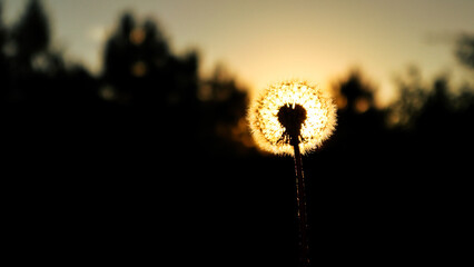 Dandelion field freedom sunset wish blowball sun nature. Dandelion seeds blowing in the wind with sunset in the background