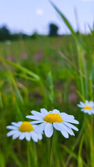 Close up of daisy flower in wild nature field. Daisy Meadow