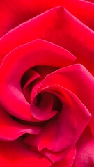 Background made of red rose petals. Beautiful backdrop, suitable for love and nature, romantic theme. Close-up of a deep red rose, detailed petals