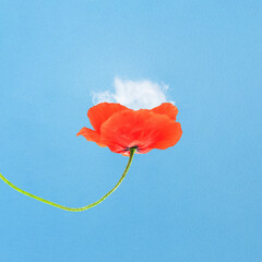 Abstract collage illustration of red poppy flower blossom holding white cloud in petals against blue sky background. Grunge, noise, motion blur and grain effect applied. Retro vintage style