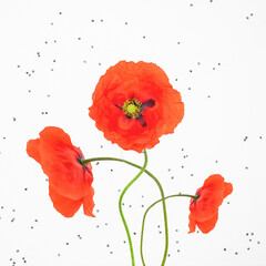 Abstract collage illustration of three red poppy flower blossoms standing in white with black poppy seeds background. Grunge, noise, motion blur and grain effect applied. Retro vintage style