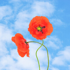 Abstract collage illustration of two red poppy flower blossoms standing in blue sky with clouds background. Grunge, noise, motion blur and grain effect applied. Retro vintage style
