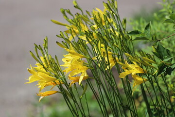 A bouquet of bright yellow flowers sits atop a vibrant green meadow
