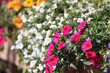 A close-up view of a planter filled with various flowers