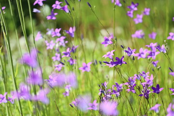 A bouquet of vibrant purple flowers grows wild in a lush green meadow, ideal for editorial or...