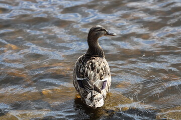A duck stands in shallow water, waiting or swimming