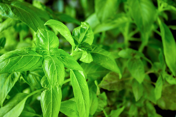 Juicy green basil growing in a pot, large green basil leaves can be used as a background for a...