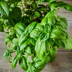 Juicy green basil growing in a pot, large green basil leaves can be used as a background for a culinary theme