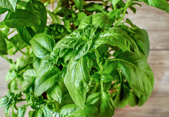 Juicy green basil growing in a pot, large green basil leaves can be used as a background for a culinary theme