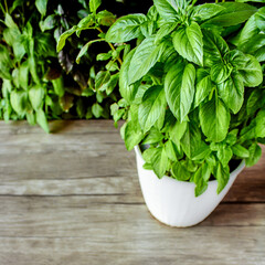 Green basil growing in a white pot on a wooden table, juicy large green basil leaves, photo can be...
